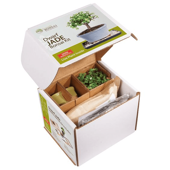custom Succulent Gift Boxes
