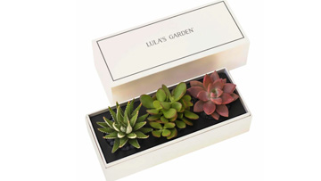custom-Succulent-Gift-Box-360x203.jpg